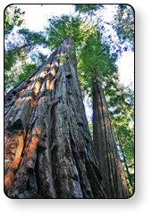 Guest First RV Resorts properties are surrounded by dramatic natural beauty, like Redwoods National Forest